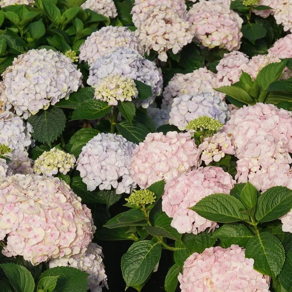 Hydrangea Macrophylla 'wee Bit Innocent' - View 11 from www redcrocus com