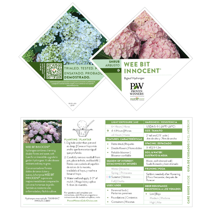 Hydrangea Macrophylla 'wee Bit Innocent' - View 13 from www redcrocus com