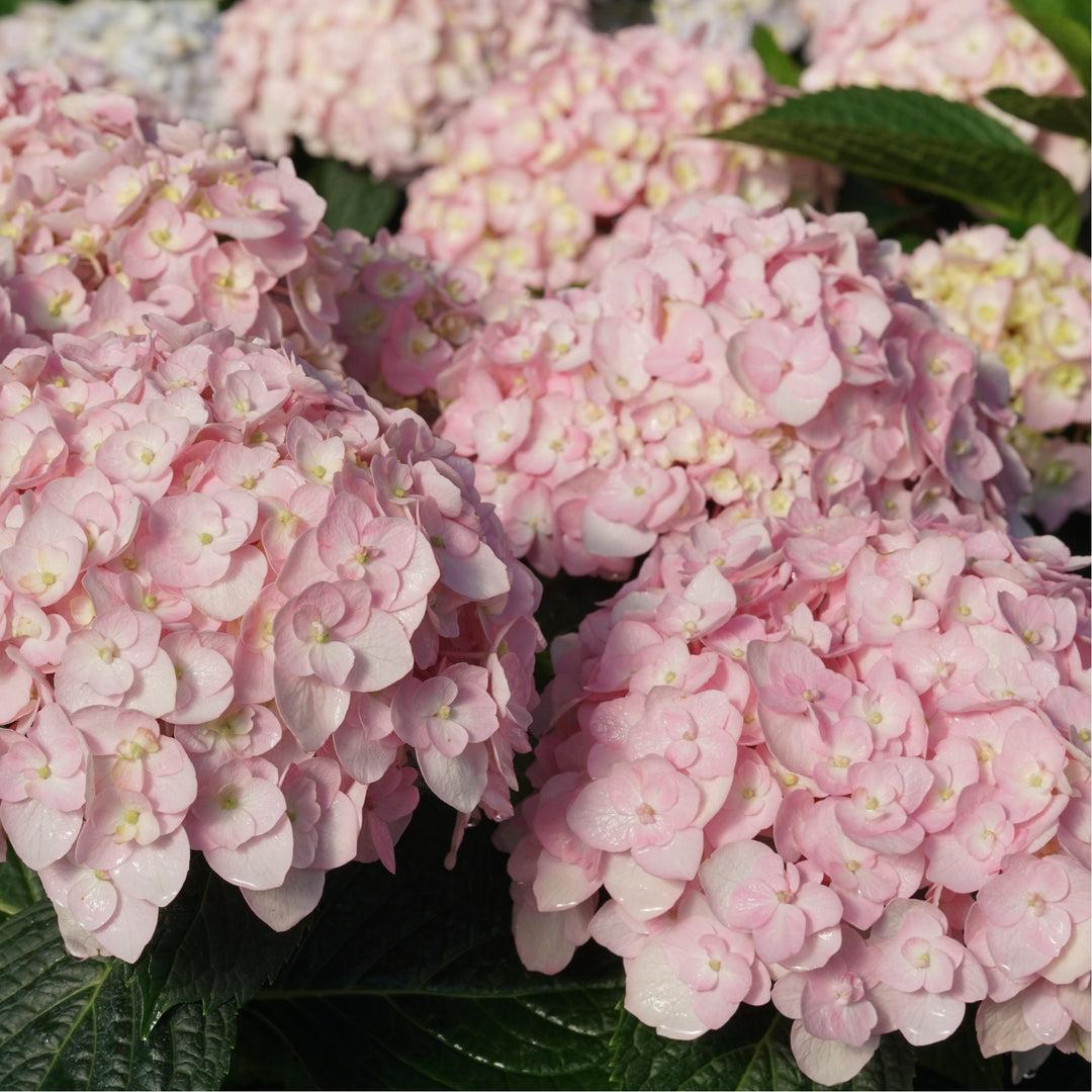 Hydrangea Macrophylla 'wee Bit Innocent' - View 14 from www redcrocus com