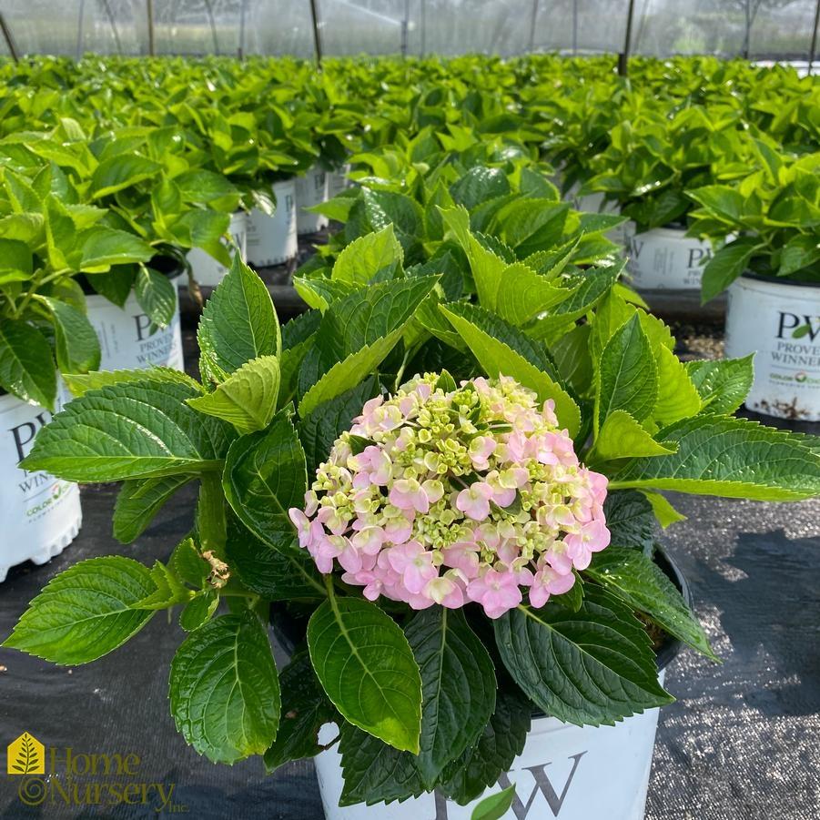 Hydrangea Macrophylla 'wee Bit Innocent' - View 15 from www redcrocus com