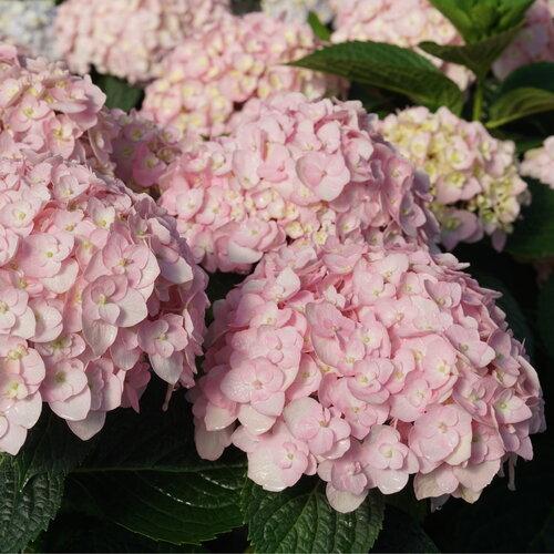 Hydrangea Macrophylla 'wee Bit Innocent' - View 16 from www redcrocus com