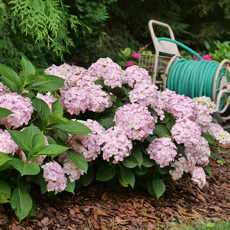 Hydrangea Macrophylla 'wee Bit Innocent' - View 17 from www redcrocus com