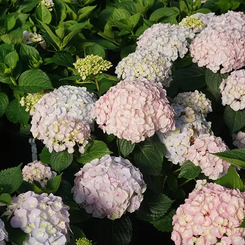 Hydrangea Macrophylla 'wee Bit Innocent' - View 18 from www redcrocus com