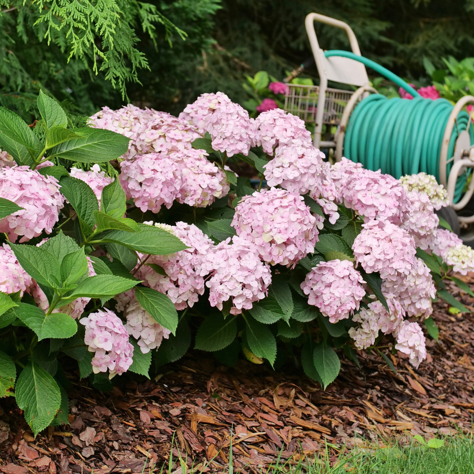 Hydrangea Macrophylla 'wee Bit Innocent' - View 19 from www redcrocus com