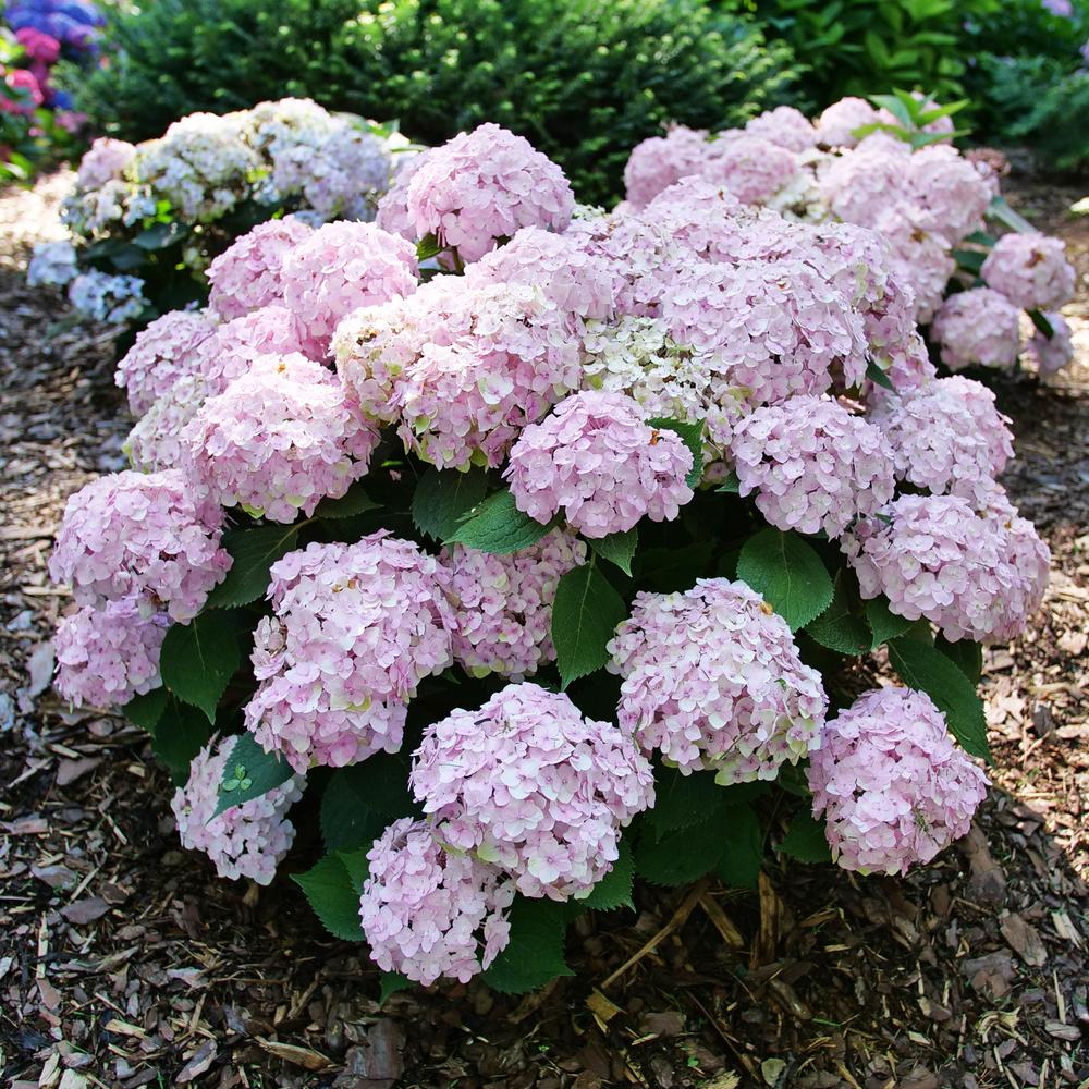 Hydrangea Macrophylla 'wee Bit Innocent' - View 1 from www redcrocus com