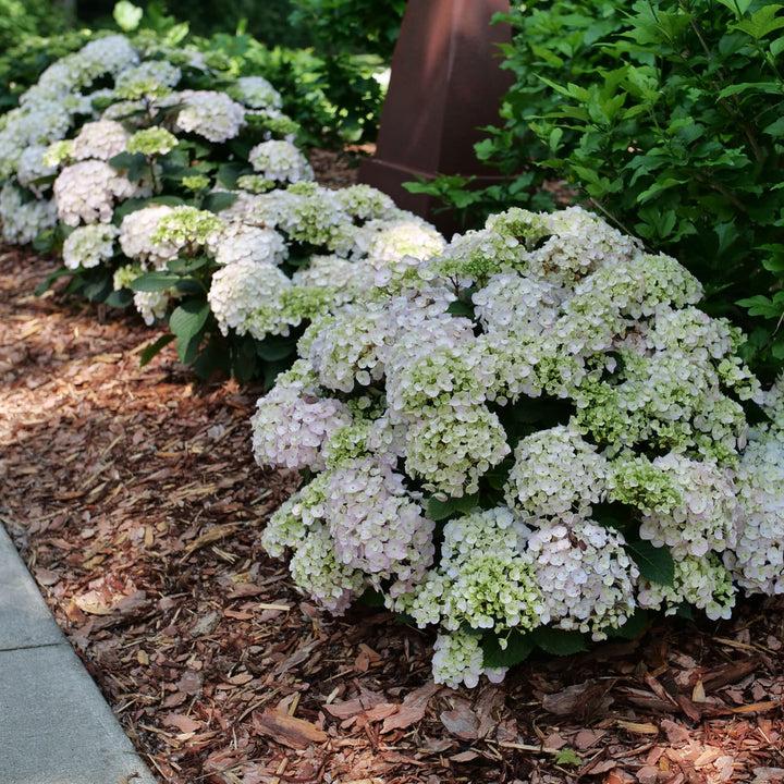 Hydrangea Macrophylla 'wee Bit Innocent' - View 20 from www redcrocus com