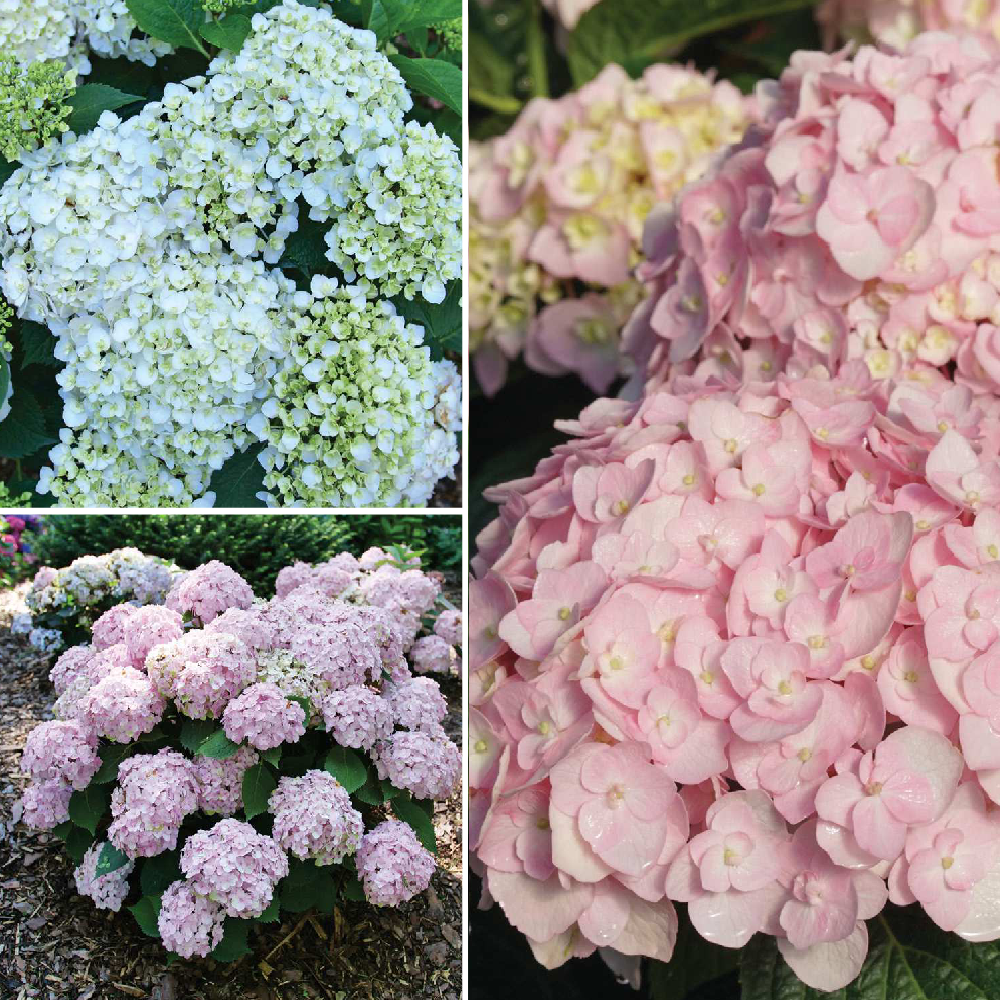 Hydrangea Macrophylla 'wee Bit Innocent' - View 21 from www redcrocus com