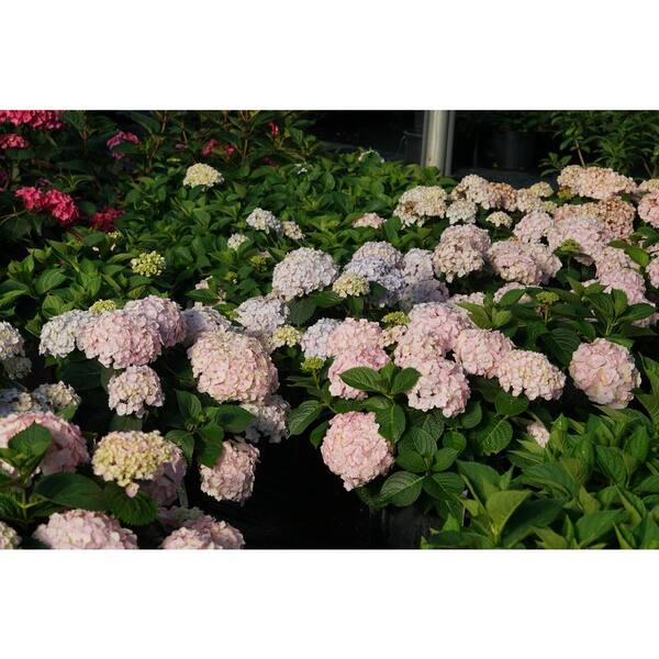 Hydrangea Macrophylla 'wee Bit Innocent' - View 26 from www redcrocus com