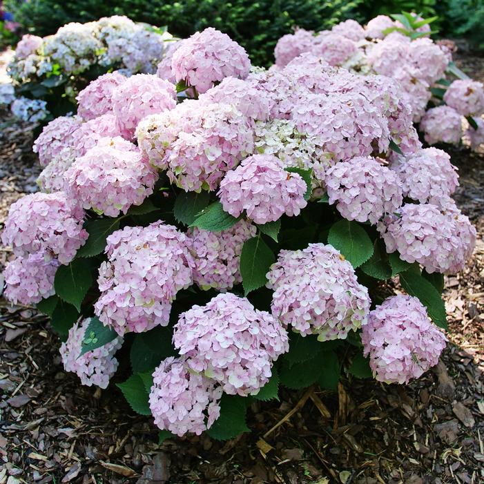 Hydrangea Macrophylla 'wee Bit Innocent' - View 28 from www redcrocus com