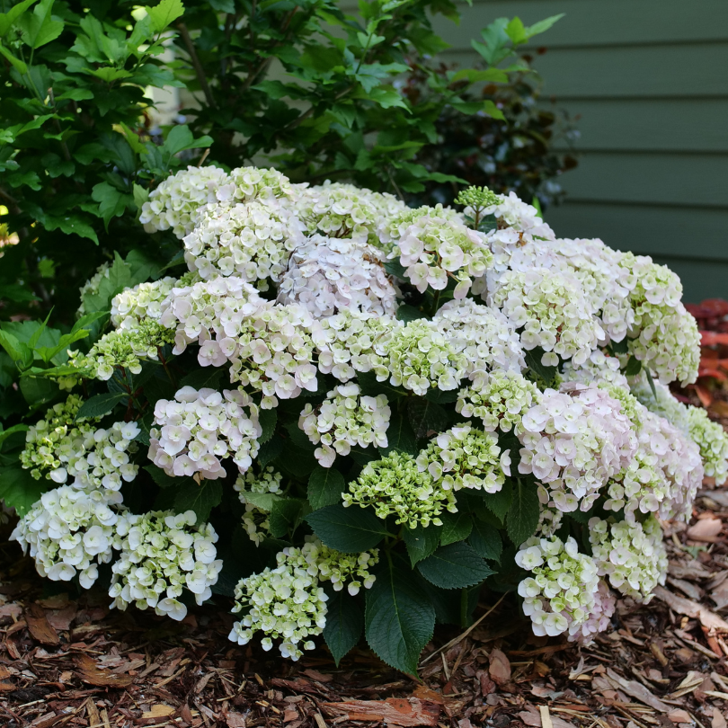 Hydrangea Macrophylla 'wee Bit Innocent' - View 29 from www redcrocus com