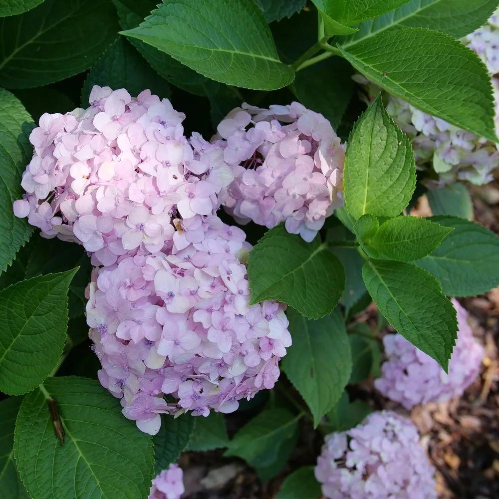 Hydrangea Macrophylla 'wee Bit Innocent' - View 30 from www redcrocus com