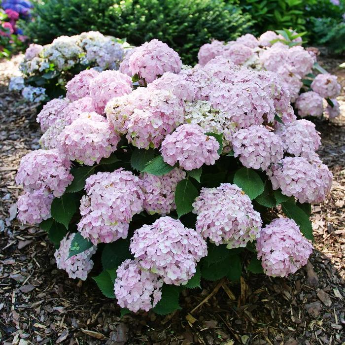 Hydrangea Macrophylla 'wee Bit Innocent' - View 32 from www redcrocus com