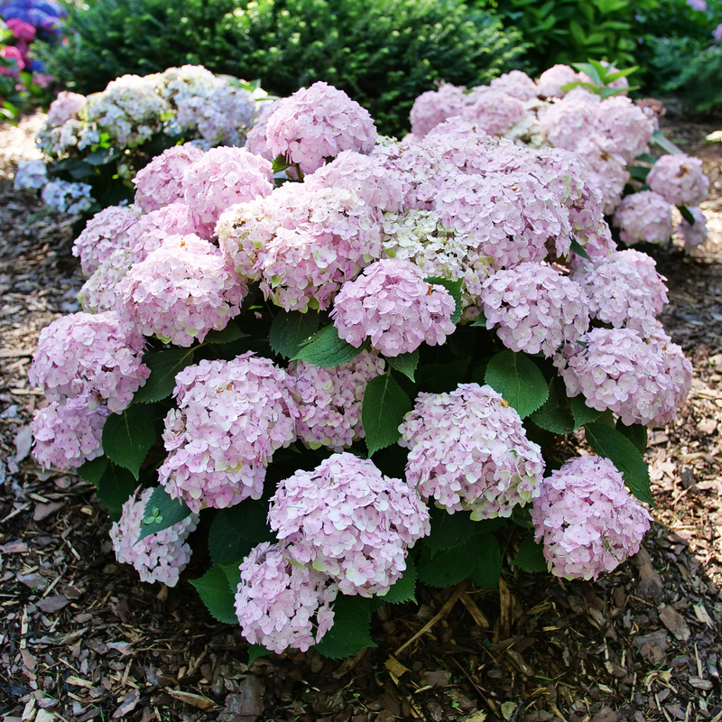 Hydrangea Macrophylla 'wee Bit Innocent' - View 33 from www redcrocus com