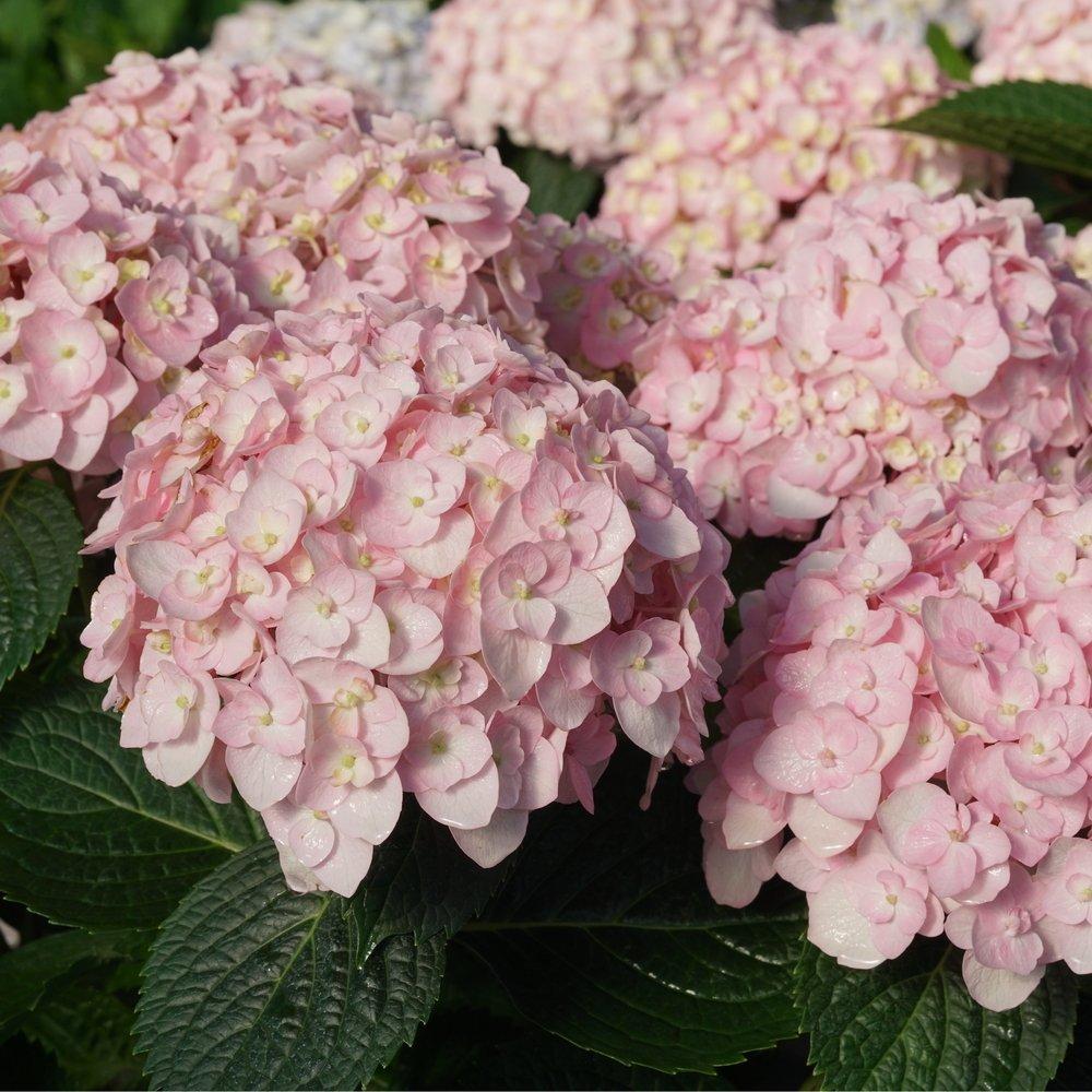 Hydrangea Macrophylla 'wee Bit Innocent' - View 35 from www redcrocus com