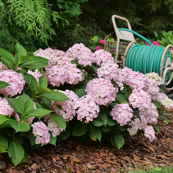 Hydrangea Macrophylla 'wee Bit Innocent' - View 37 from www redcrocus com
