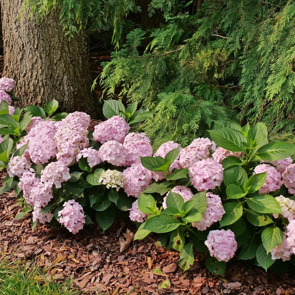 Hydrangea Macrophylla 'wee Bit Innocent' - View 3 from www redcrocus com