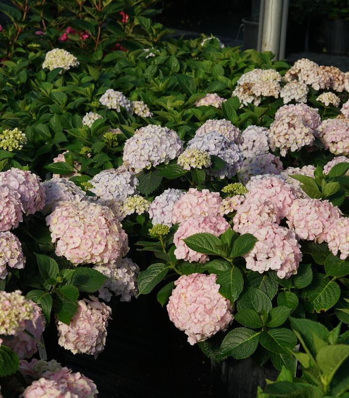 Hydrangea Macrophylla 'wee Bit Innocent' - View 5 from www redcrocus com