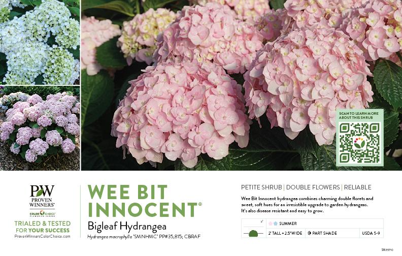 Hydrangea Macrophylla 'wee Bit Innocent' - View 6 from www redcrocus com