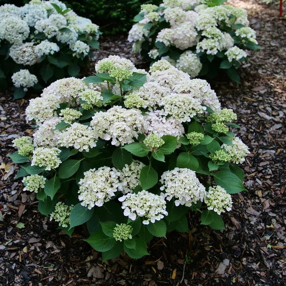 Hydrangea Macrophylla 'wee Bit Innocent' - View 7 from www redcrocus com