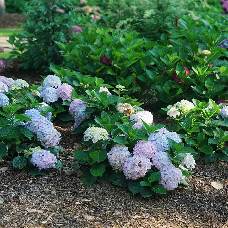 Hydrangea Macrophylla 'wee Bit Innocent' - View 8 from www redcrocus com