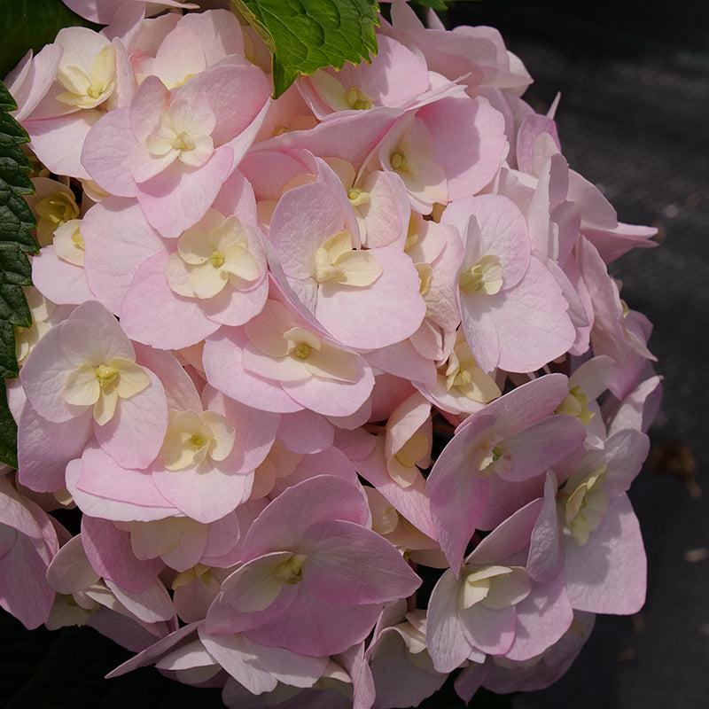 Hydrangea Macrophylla 'wee Bit Innocent' - View 8 from www redcrocus com