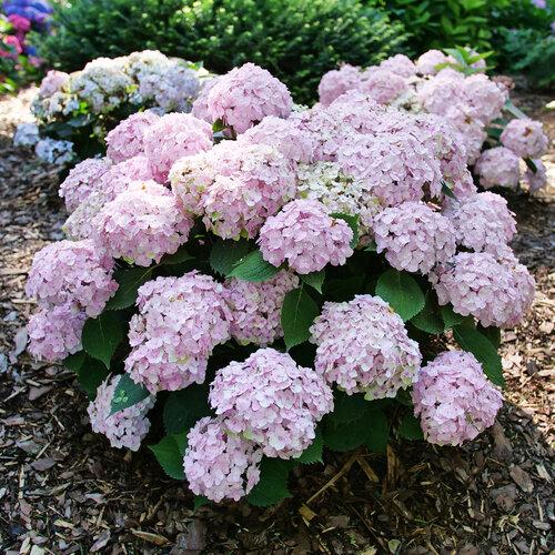 Hydrangea Macrophylla 'wee Bit Innocent' - View 9 from www redcrocus com