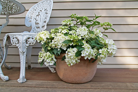 Hydrangea X 'fairytrail Bride' - View 10 from www redcrocus com