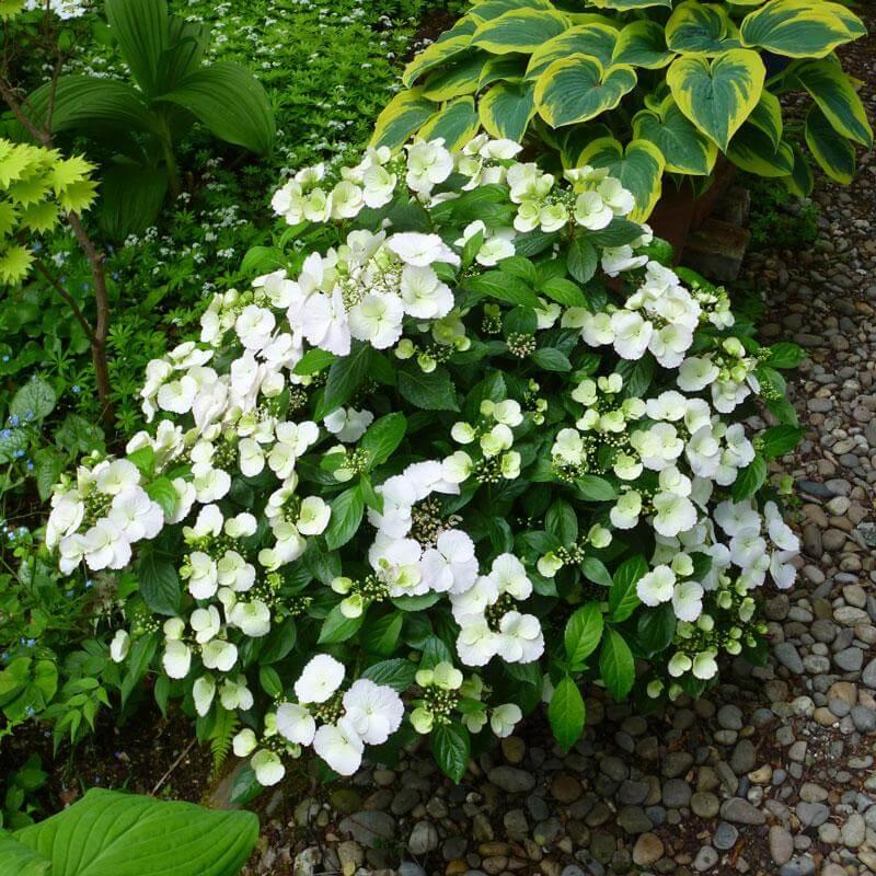 Hydrangea X 'fairytrail Bride' - View 11 from www redcrocus com