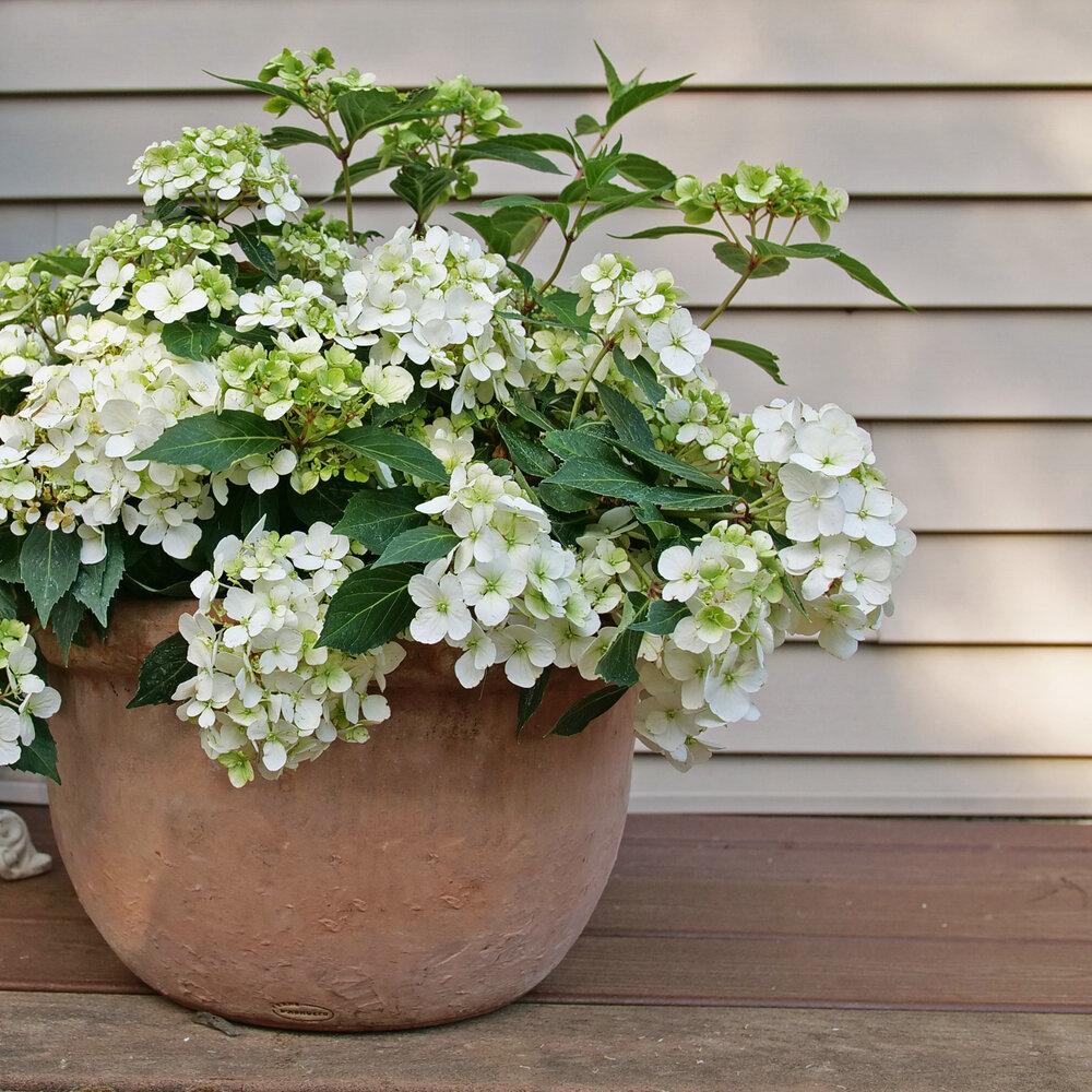 Hydrangea X 'fairytrail Bride' - View 12 from www redcrocus com