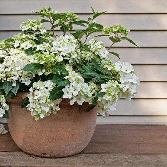 Hydrangea X 'fairytrail Bride' - View 12 from www redcrocus com
