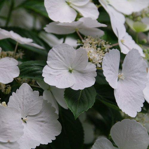 Hydrangea X 'fairytrail Bride' - View 13 from www redcrocus com