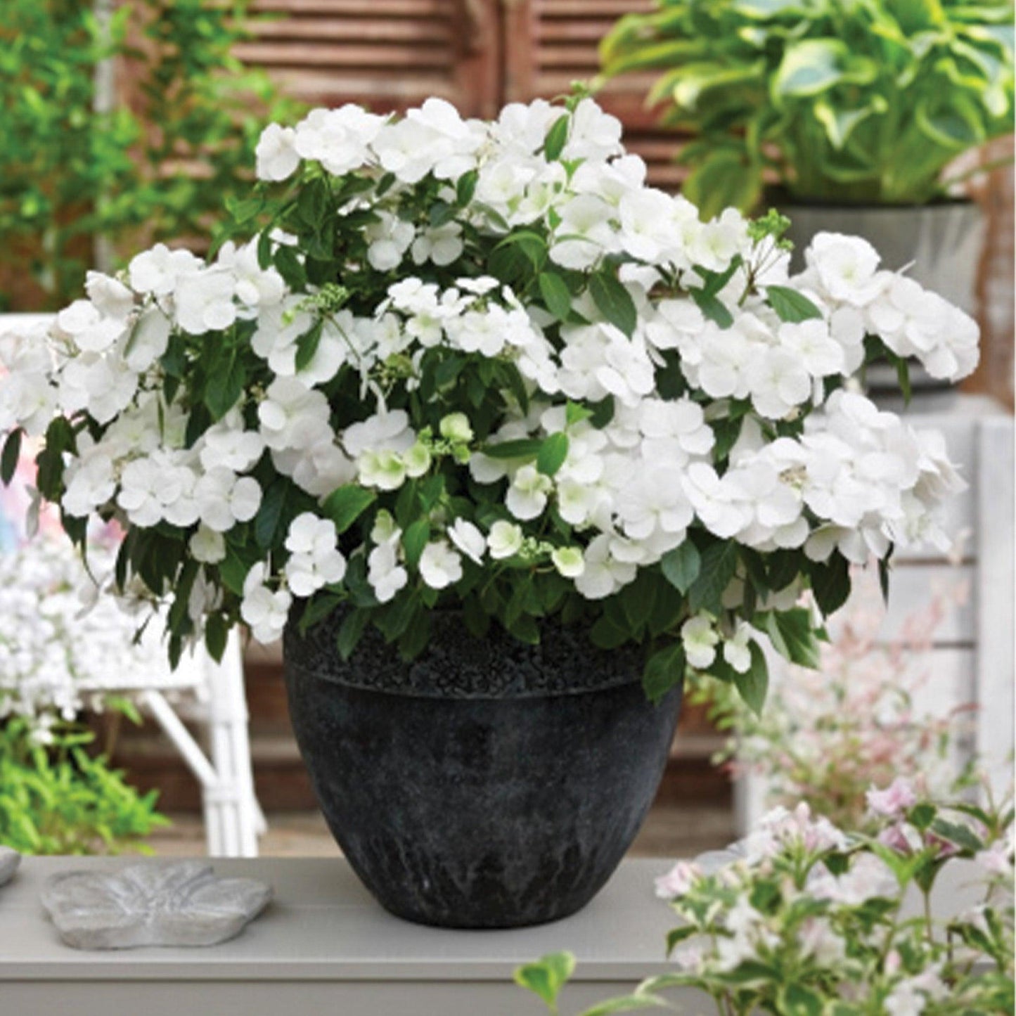 Hydrangea X 'fairytrail Bride' - View 14 from www redcrocus com