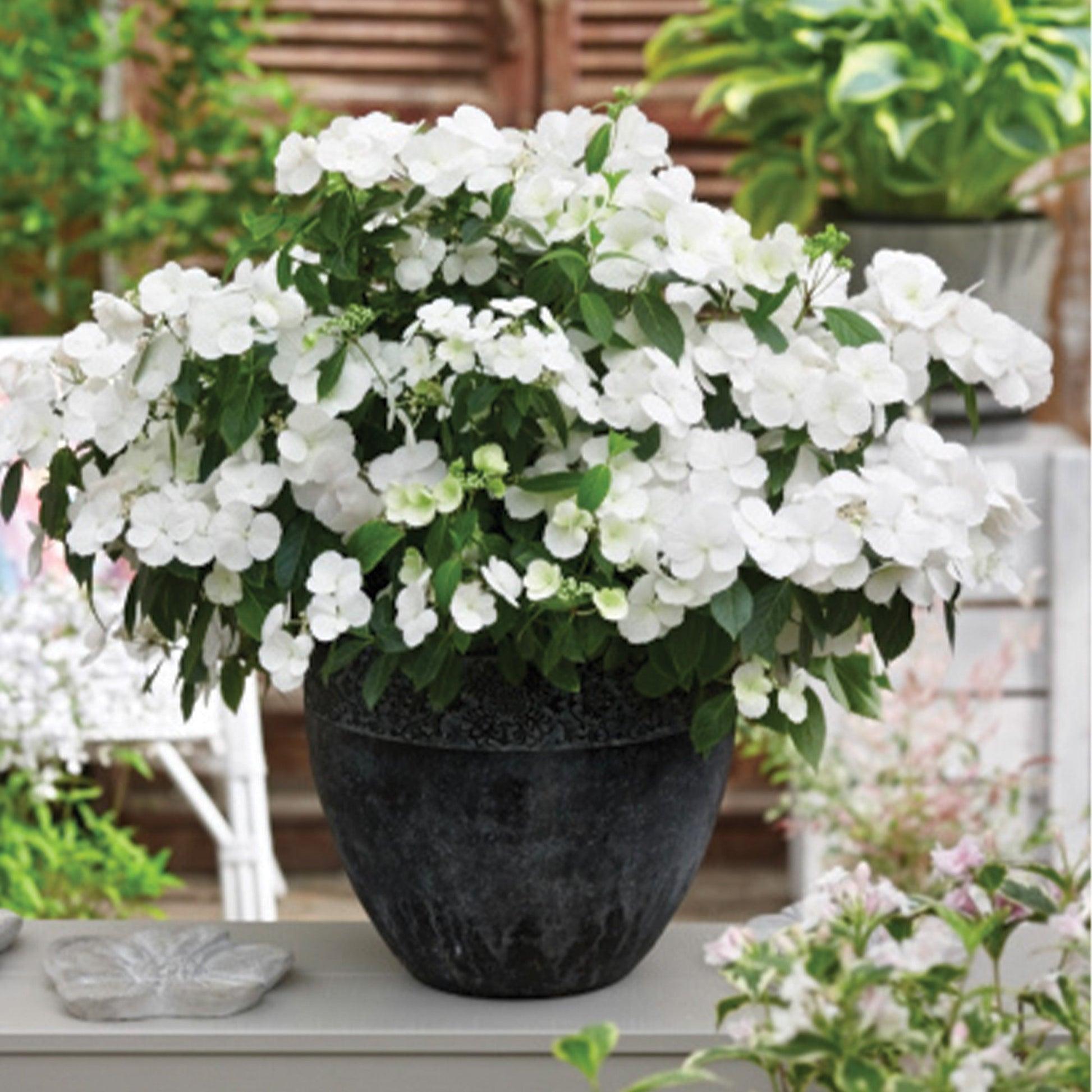 Hydrangea X 'fairytrail Bride' - View 14 from www redcrocus com