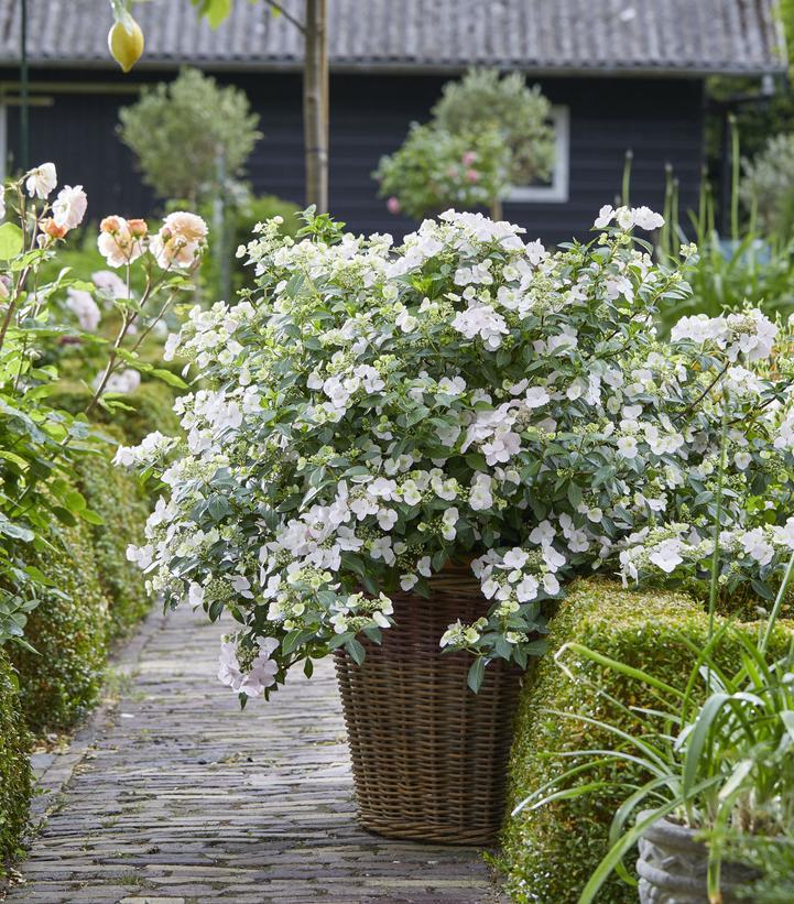 Hydrangea X 'fairytrail Bride' - View 16 from www redcrocus com