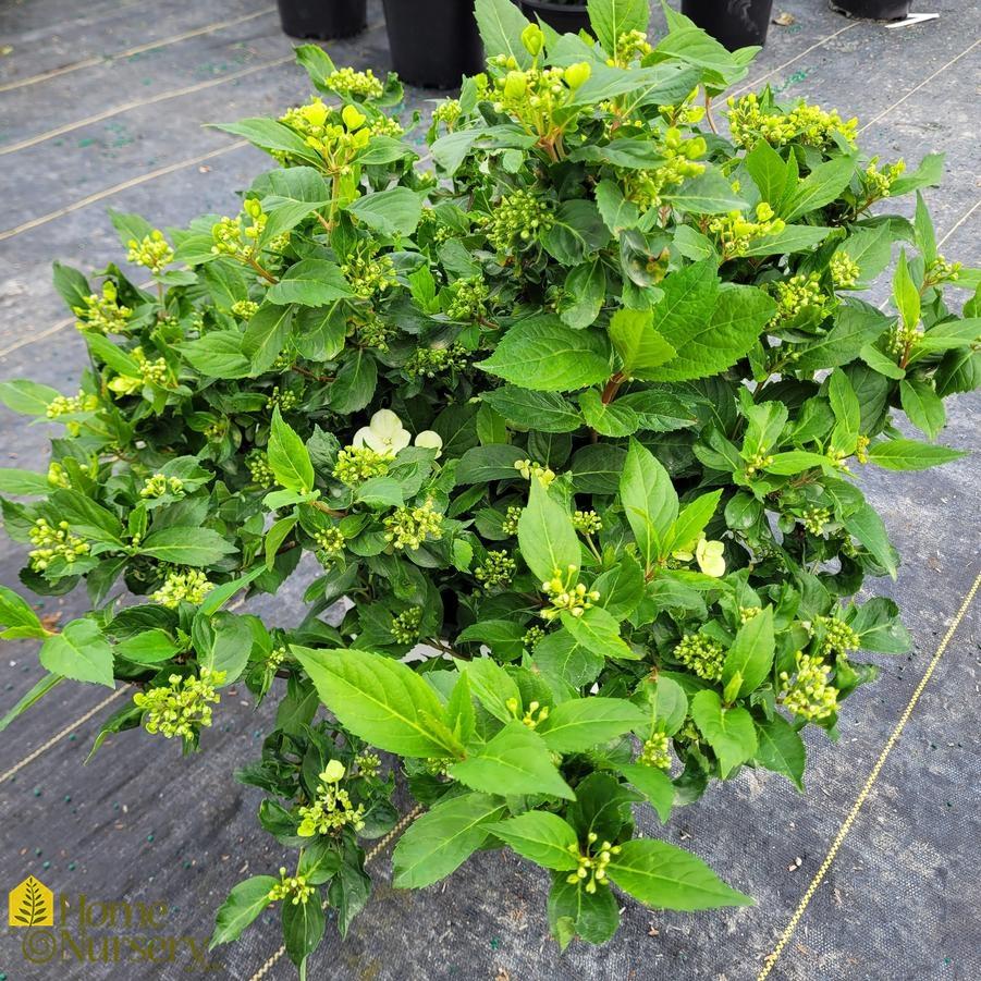 Hydrangea X 'fairytrail Bride' - View 17 from www redcrocus com
