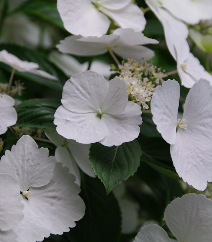 Hydrangea X 'fairytrail Bride' - View 19 from www redcrocus com