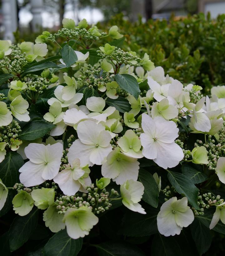 Hydrangea X 'fairytrail Bride' - View 22 from www redcrocus com