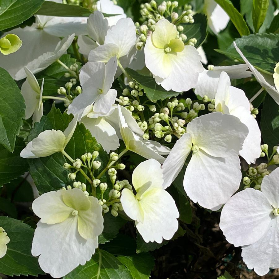 Hydrangea X 'fairytrail Bride' - View 23 from www redcrocus com