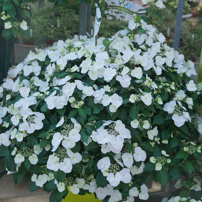 Hydrangea X 'fairytrail Bride' - View 24 from www redcrocus com