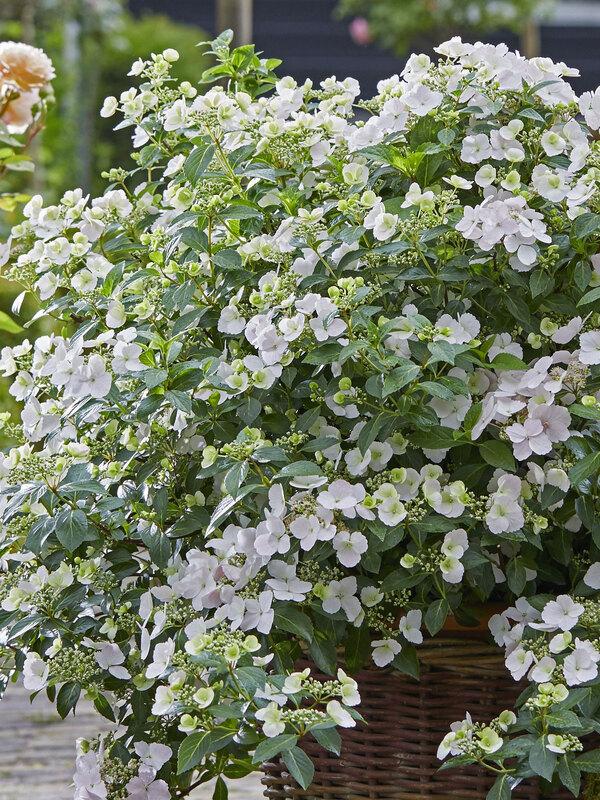 Hydrangea X 'fairytrail Bride' - View 25 from www redcrocus com