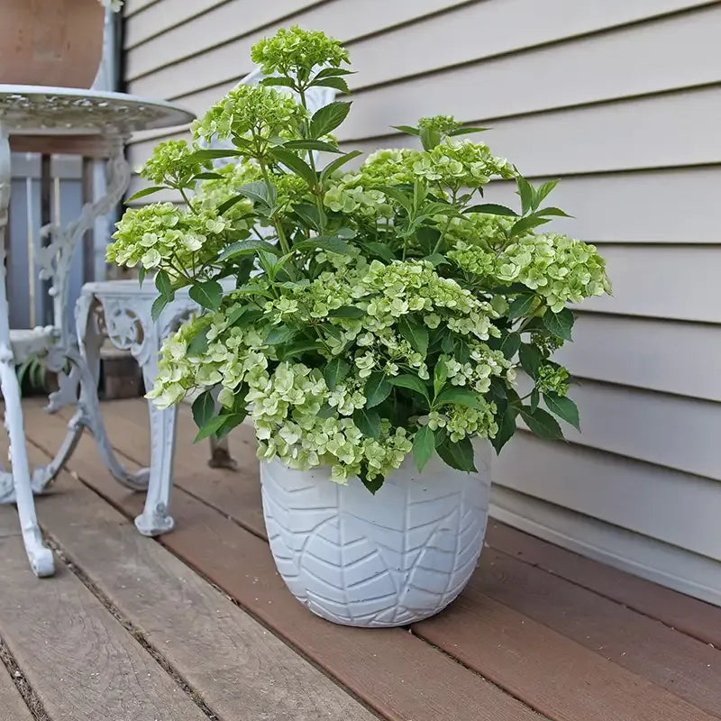 Hydrangea X 'fairytrail Bride' - View 26 from www redcrocus com