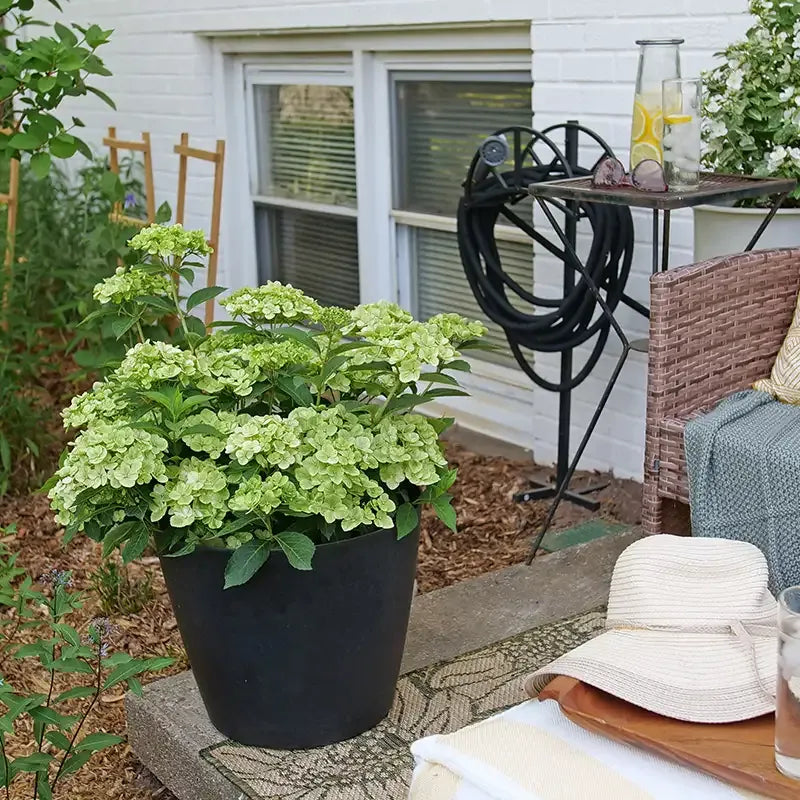 Hydrangea X 'fairytrail Bride' - View 31 from www redcrocus com