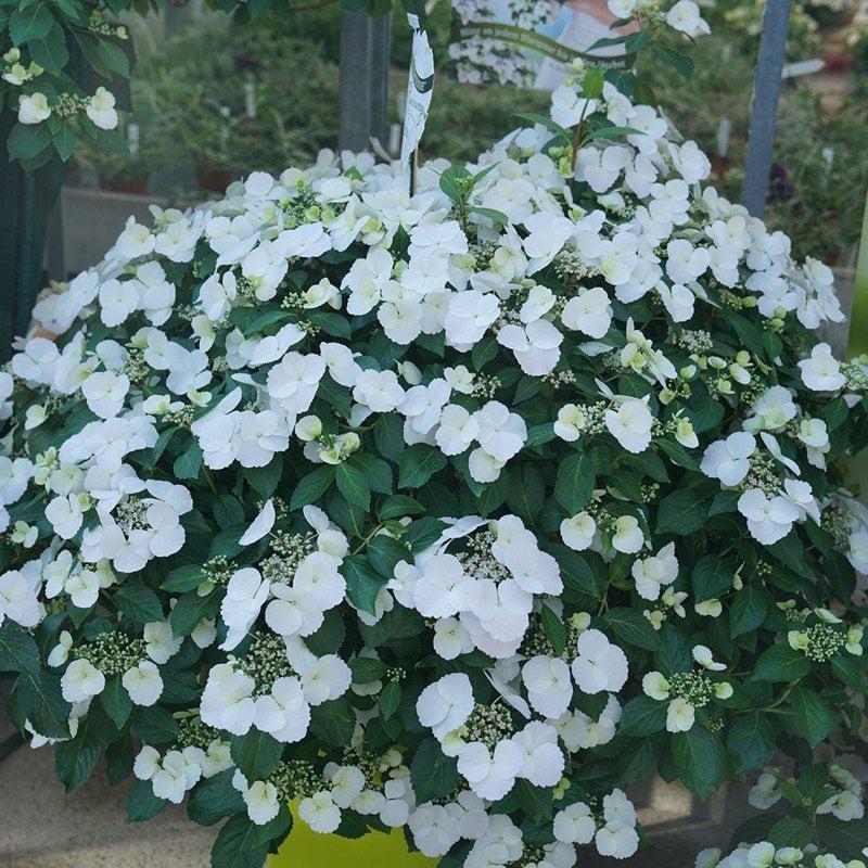 Hydrangea X 'fairytrail Bride' - View 33 from www redcrocus com