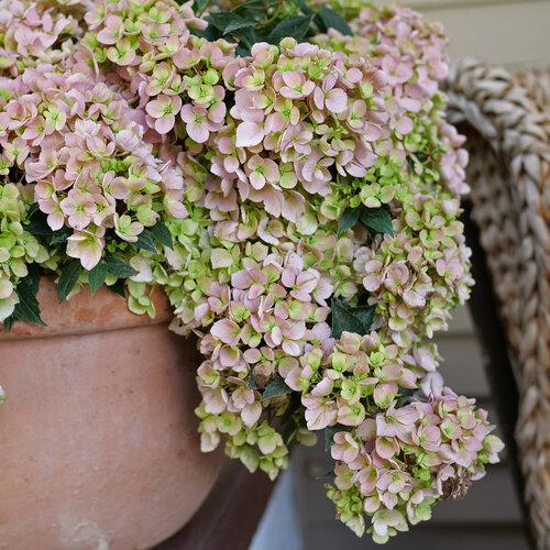 Hydrangea X 'fairytrail Bride' - View 34 from www redcrocus com