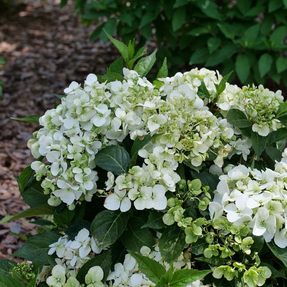 Hydrangea X 'fairytrail Bride' - View 35 from www redcrocus com