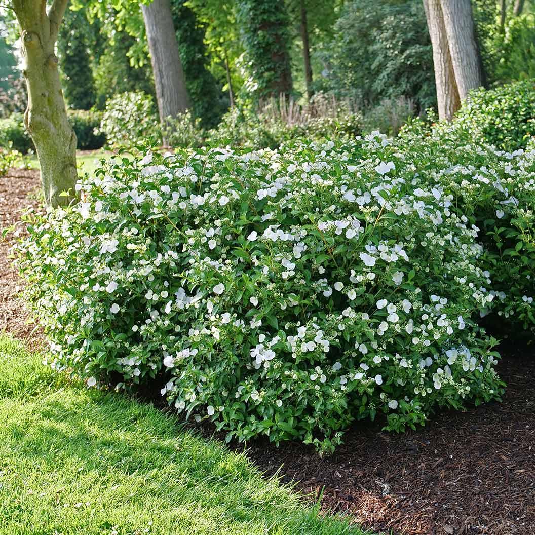 Hydrangea X 'fairytrail Bride' - View 36 from www redcrocus com
