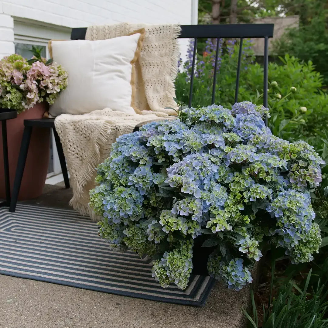 Hydrangea X 'fairytrail Bride' - View 39 from www redcrocus com