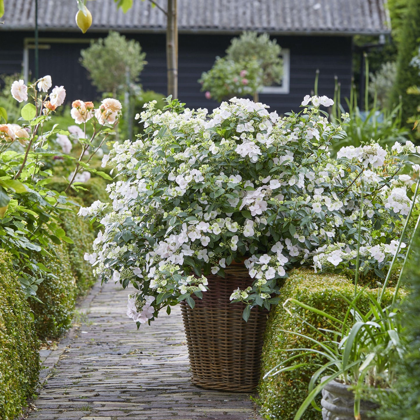 Hydrangea X 'fairytrail Bride' - View 4 from www redcrocus com