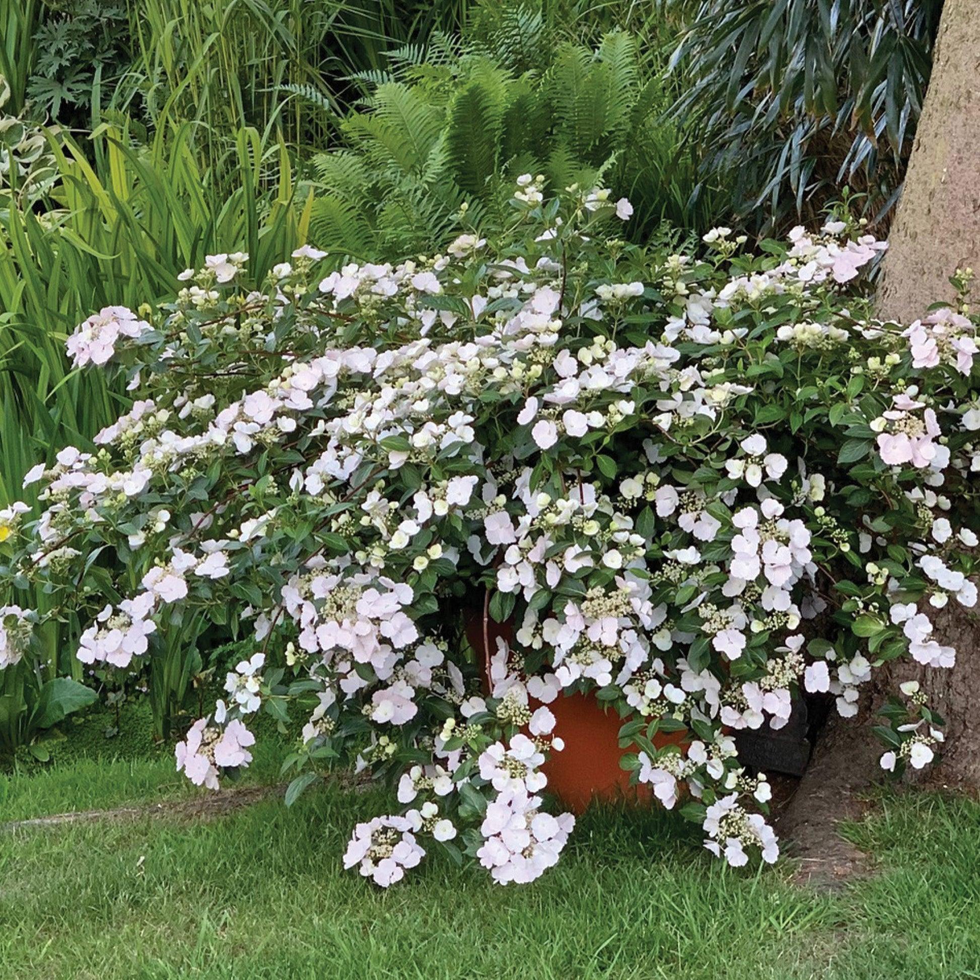 Hydrangea X 'fairytrail Bride' - View 6 from www redcrocus com