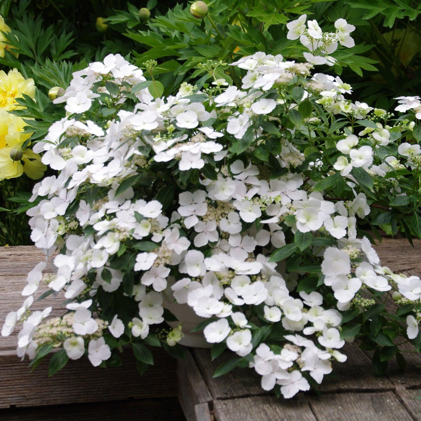 Hydrangea X 'fairytrail Bride' - View 7 from www redcrocus com
